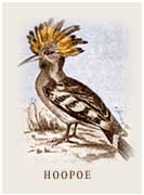Hoopoe with a crest