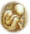 embryo