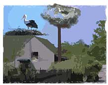 Stork nest