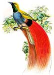 bird of paradise