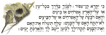 Dt. 22:6-7 Hebrew