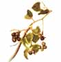 branch