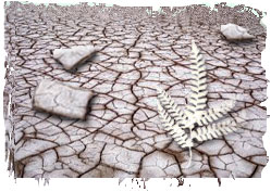 Dry, cracked ground